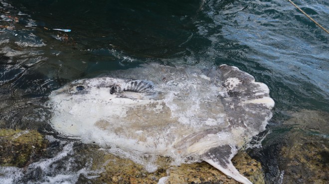 İzmir de sahile ölü ay balığı vurdu!