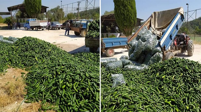 İzmir de salatalık üreticisinden isyan: Elde kaldı, çöpe döktüler!
