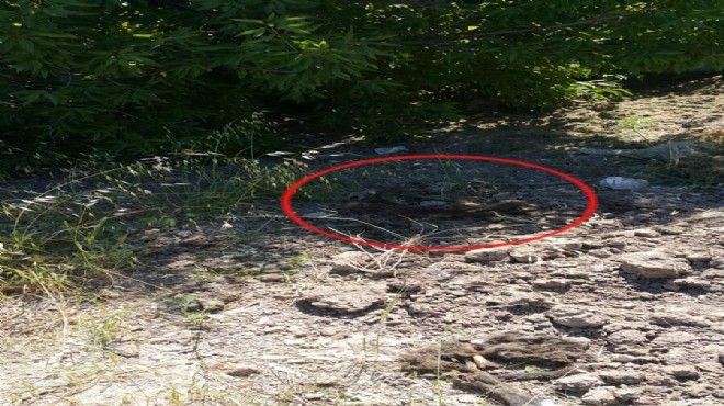 İzmir de vahşet: 1 yavru köpek başı kesik, diğer 2 si toprağa gömülü bulundu!