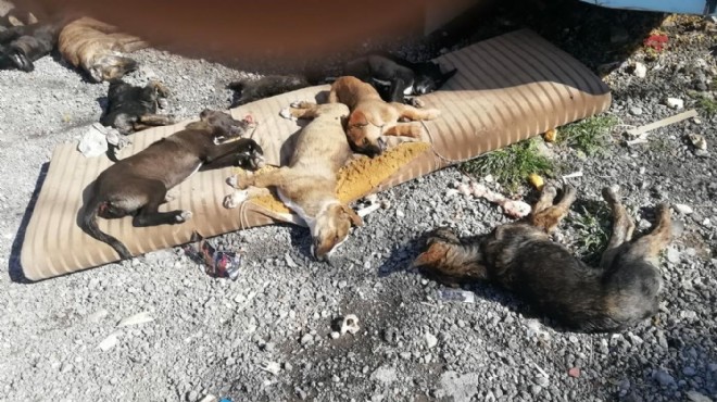 İzmir de vahşet: 9 köpek ve 3 kedi zehirli et kurbanı!