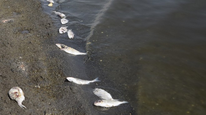 İzmir deki balık ölümlerine inceleme!