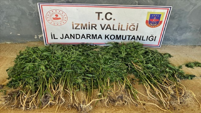 İzmir deki uyuşturucu operasyonlarında 26 kişi yakalandı