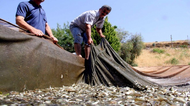 İzmir in barajlarında balık bereketi