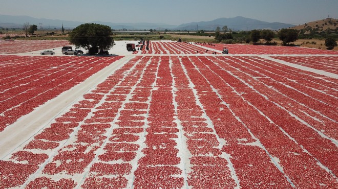 İzmir in o ilçesinden 100 ülkeye kurutulmuş domates ihracatı