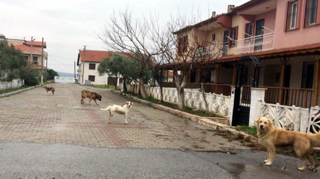 İzmir in o mahallesi tedirgin: Köpek istilası!