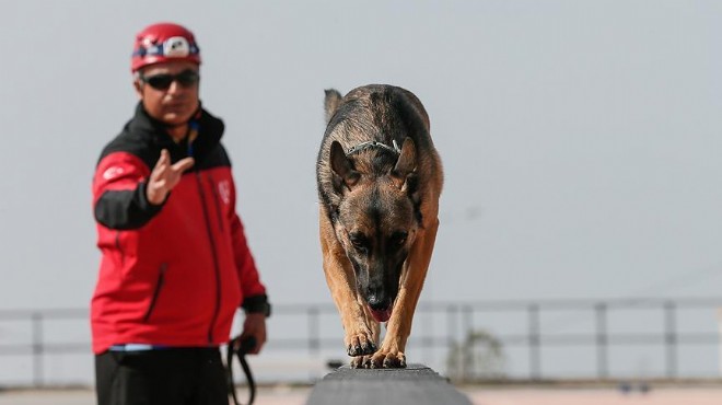 İzmir’de sokak köpekleri eğitimden geçirilerek arama-kurtarma timine kazandırılacak