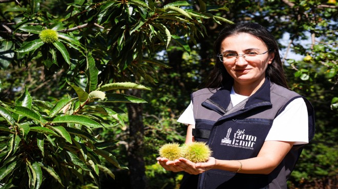 İzmir'in kestanesine gal arısı kalkanı