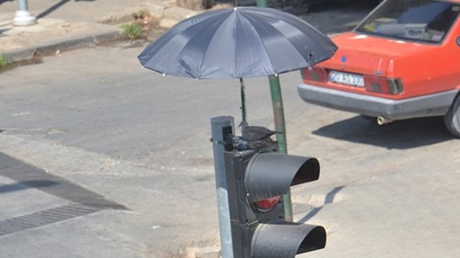 İzmirli hayvanseverden kumruya şemsiyeli koruma!