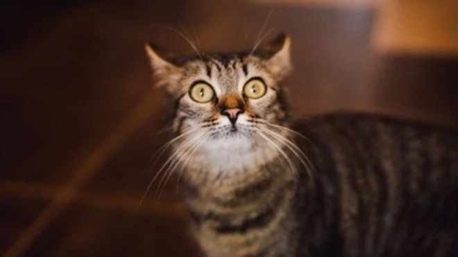 Japonya da  kedi  uyarısı: Yaklaşmayın, dokunmayın!