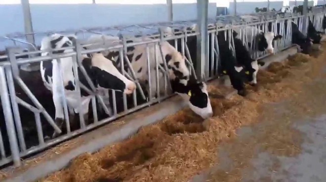 KÖY-KOOP uyardı: Süt hayvanları kesime gidiyor!