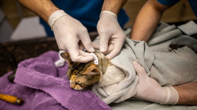 Kafası cam kavanoza sıkışan kedi operasyonla kurtarıldı!