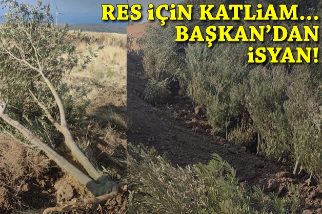 Karaburun'da ağaç katliamı, Başkan'dan isyan!