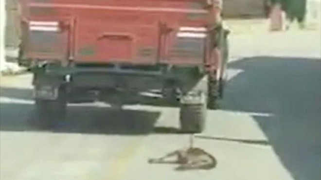 Köpeğe traktörle eziyet: O sürücü gözaltında