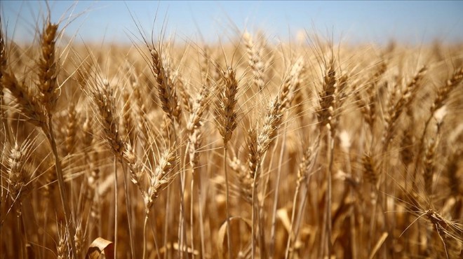 Kuraklık etkisi: Buğday fiyatı rekor kırdı!