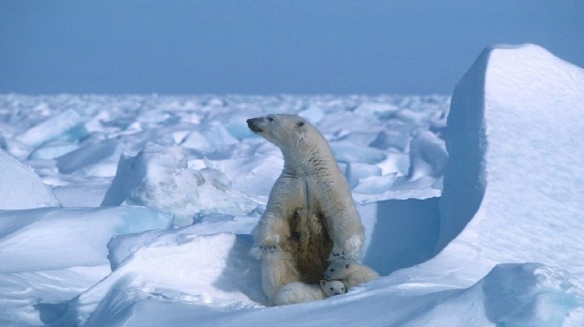 Kutup ayıları 22. yüzyılı göremeyecek!