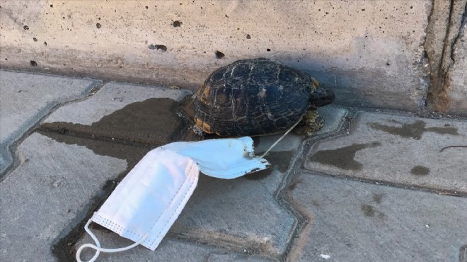 Maskeye takılan kaplumbağayı çocuklar kurtardı