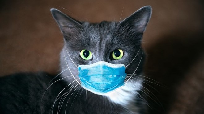 O ülkede virüse rastlanan kediler itlaf edildi
