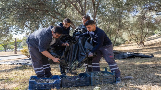 Parklardan sofralara 'zeytin' dayanışması!