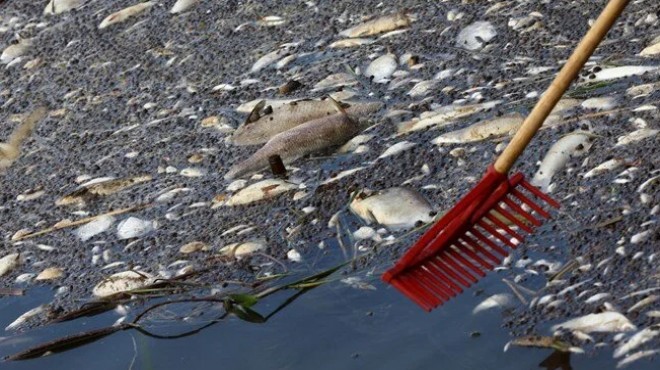 Felaket: O nehirden 100 ton ölü balık çıkarıldı