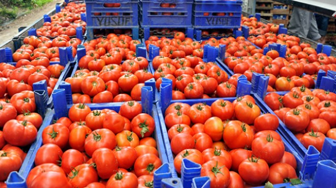 Rusya ya domates ihracatında yeni dönem