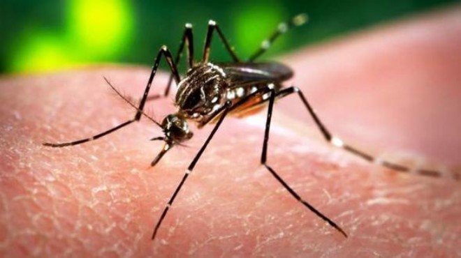 Sağlık Bakanı ndan flaş  Zika  açıklaması
