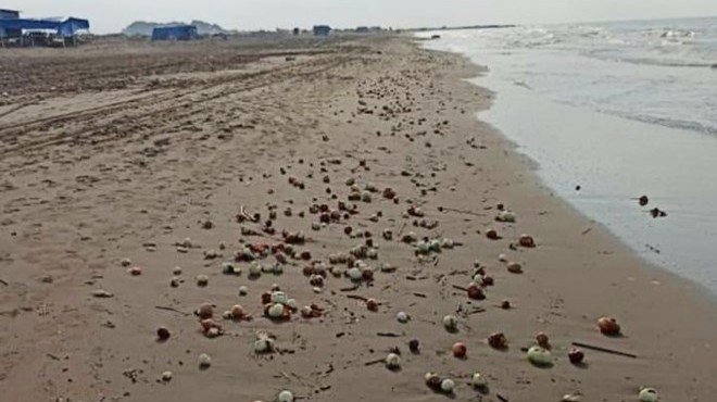 Karataş ta sahile yüzlerce soğan vurdu!