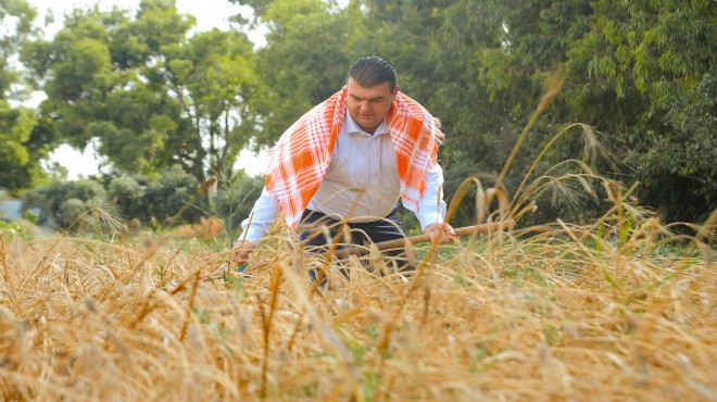 Seferihisar da Karakılçık buğdayının hasadı başladı