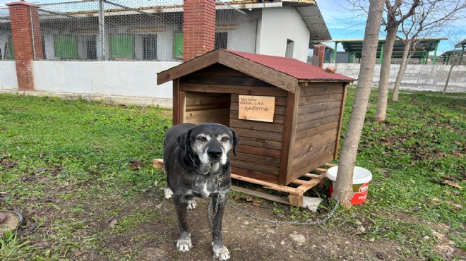 Seferihisar'da 'Can Dostlar' için anlamlı kampanya