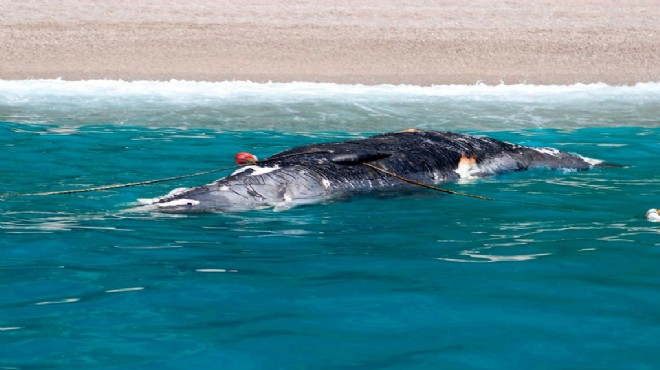 Şok eden olay: Kıyıya ölü balina vurdu