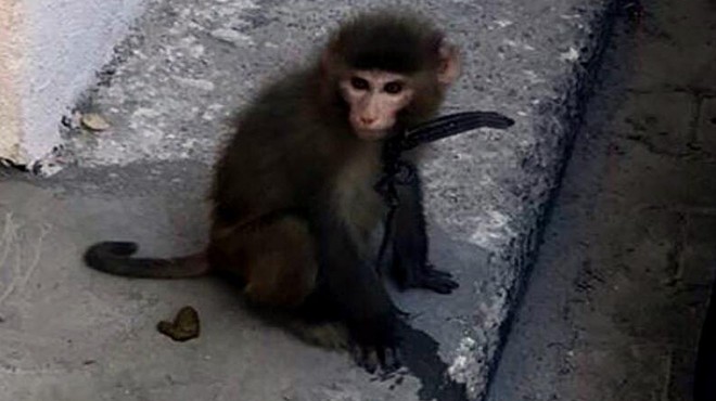 Sokakta gezen maymun korumaya alındı