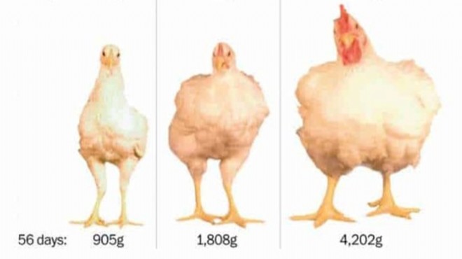 Tavuklara hızlandırılmış evrim!