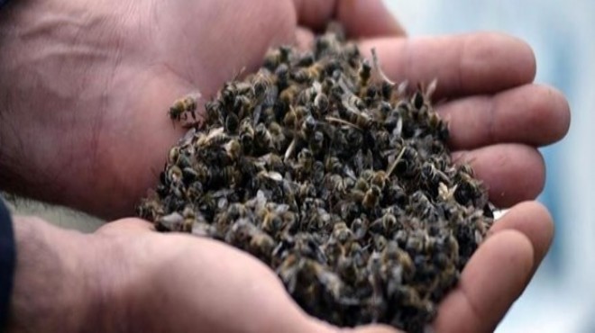Toplu arı ölümlerinin nedeni açıklandı