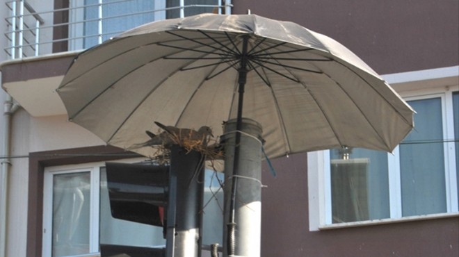 Trafik ışıklarına yuva yapan kumruya şemsiyeli koruma