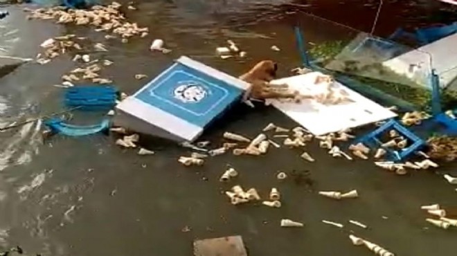 Tsunamiye kapılan köpeğin yaşam mücadelesi!