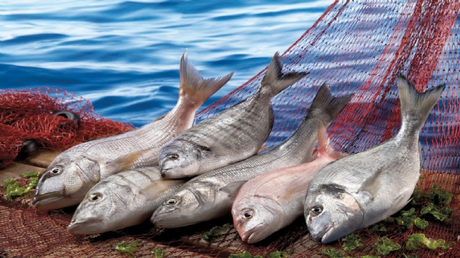 Türk balıkları Hong Kong’ta görücüye çıktı