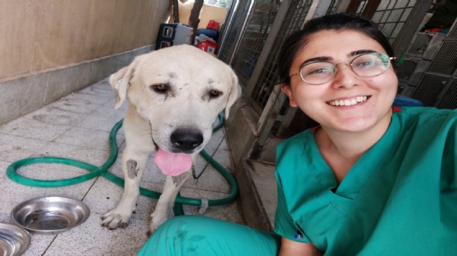 Umut kesilen  Dost u Büyükşehir veterinerleri hayata döndürdü