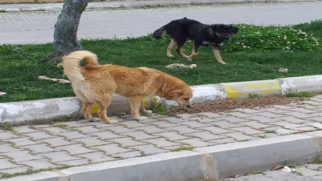 Urla Belediyesi sokak hayvanlarını unutmadı