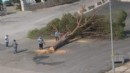 AK Parti'den Büyükşehir'e ağaç tepkisi