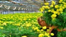Büyükşehir destekliyordu.... Bademler’in çiçek üreticisi Hollanda Borsası’nda