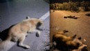 İzmir'de vahşet: 6 köpek can çekişe çekişe öldü!