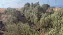 Karaburun'da ağaç katliamı, Başkan'dan isyan!