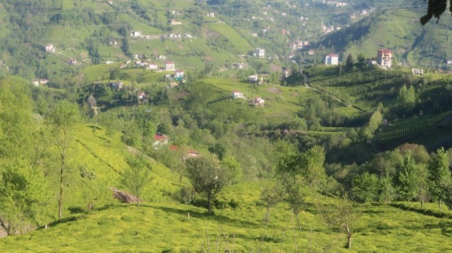  Çay göçü  başladı, 50 bin üretici yolda!