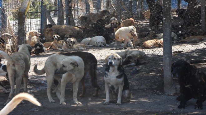 'Çeşme'de her yıl 30-350 cins köpek sokağa terk ediliyor'