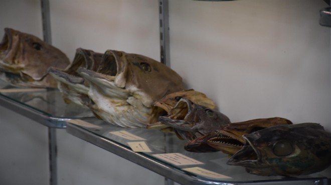 'Deniz Canlıları Koleksiyon Merkezi'nde Türkiye'deki tek örnekler sergileniyor