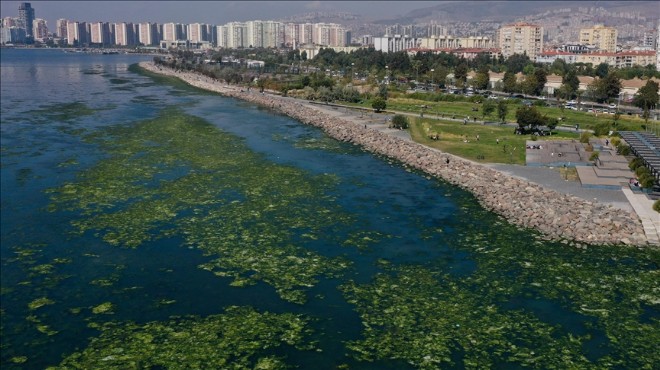  İzmir Körfezi ndeki  marullar  ekonomiye kazandırılsın  önerisi