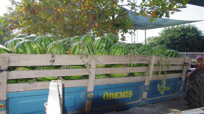 'Ödemiş'in karpuzu' kan ağlıyor!