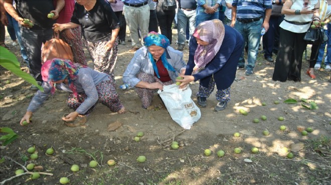 'Potamia Erdin'de ilk hasat tamam!