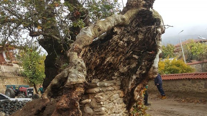 'Tarihi' operasyon: 610 yıllık çınar ağacı işte böyle kurtarıldı