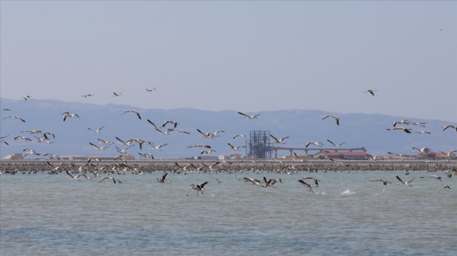 2 aylık flamingolar  kreş te uçmayı öğreniyor