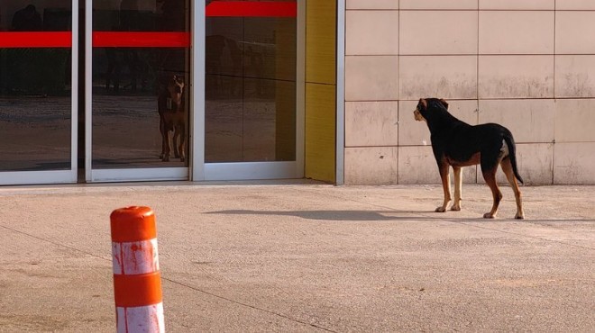 3 ay önce sahiplendiği köpek, hastane kapısından ayrılmadı